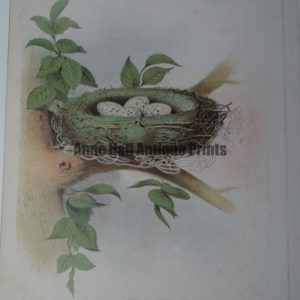 Gentry Cedar Bird Nest