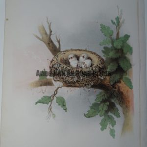 Gentry Wood Peewee Nest