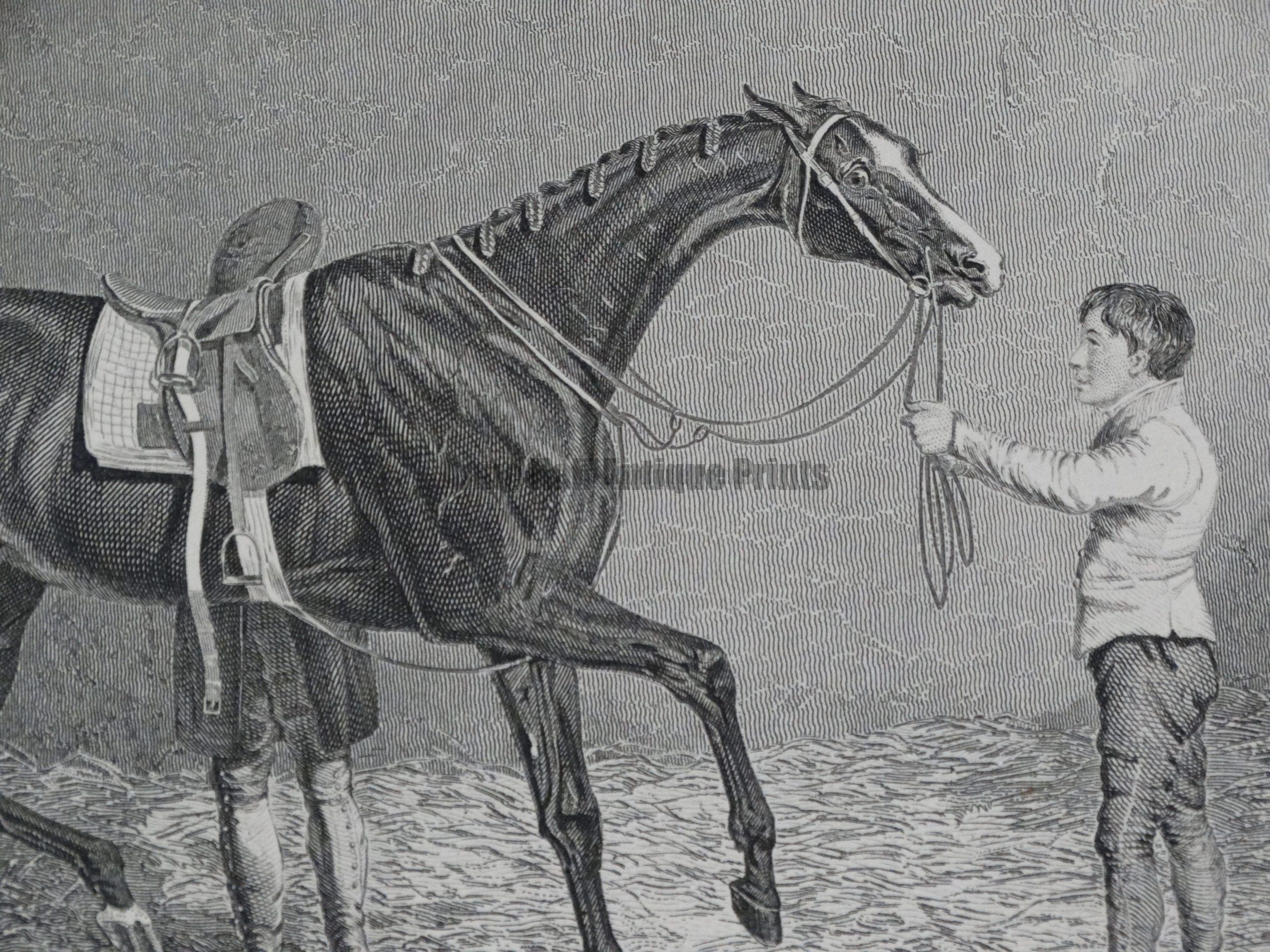 Equine Equestrian Horses Antique Lithographs Anne Hall Antique