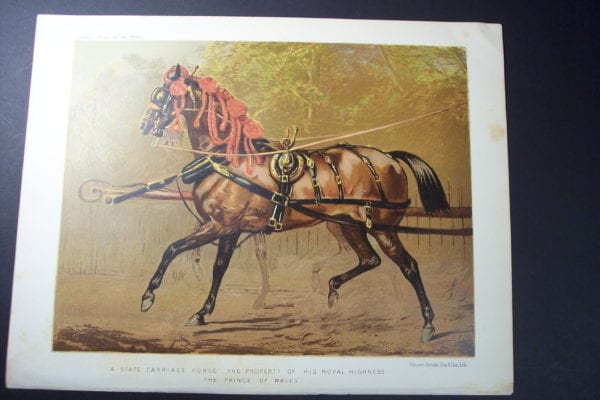 Carriage HorseHorses Cassell. This Carriage Horses Print comes from Cassell's Book of the Horse. An English antique chromolithograph. Printed by Vincent Brooks, Day & Son Litho, 1885.