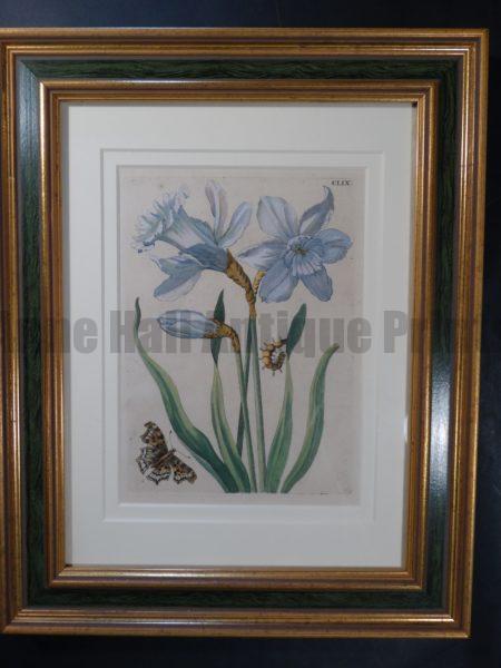 Maria Sybilla Merian Metamorphosis Insects of Europe 1730 FR2 $600. Paperwhite Daffodils.
