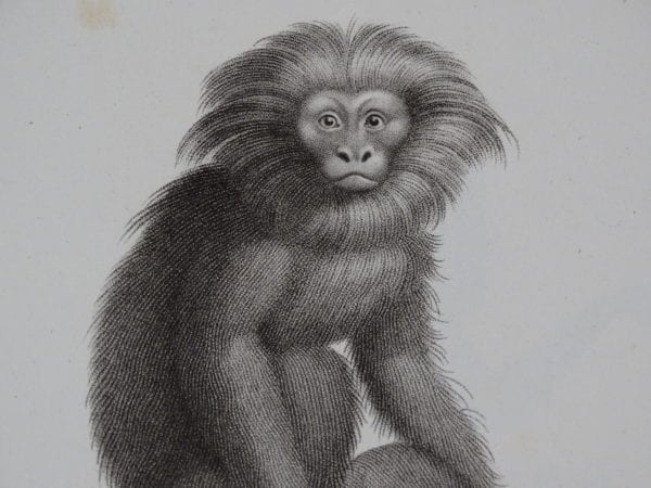 Jacobs Monkey antique engravings and lithographs