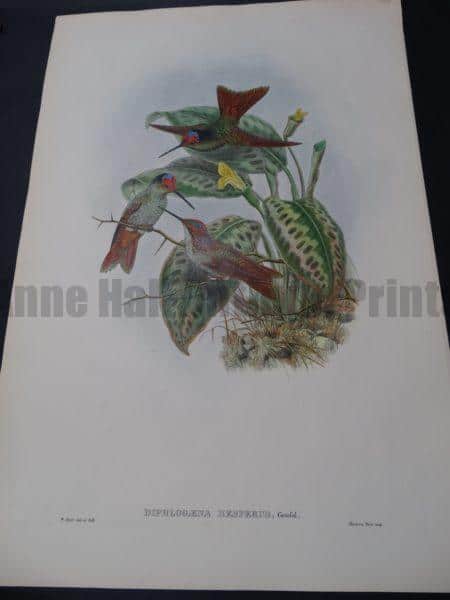 John Gould Hummingbirds Diphlogaena Hesperus
