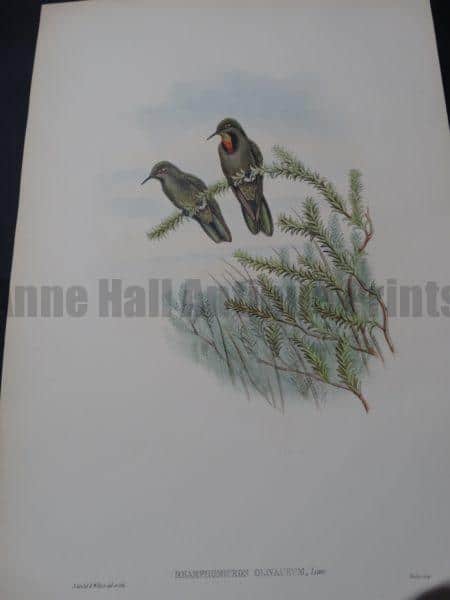 John Gould Hummingbirds Rhamphomicron Olivaceum