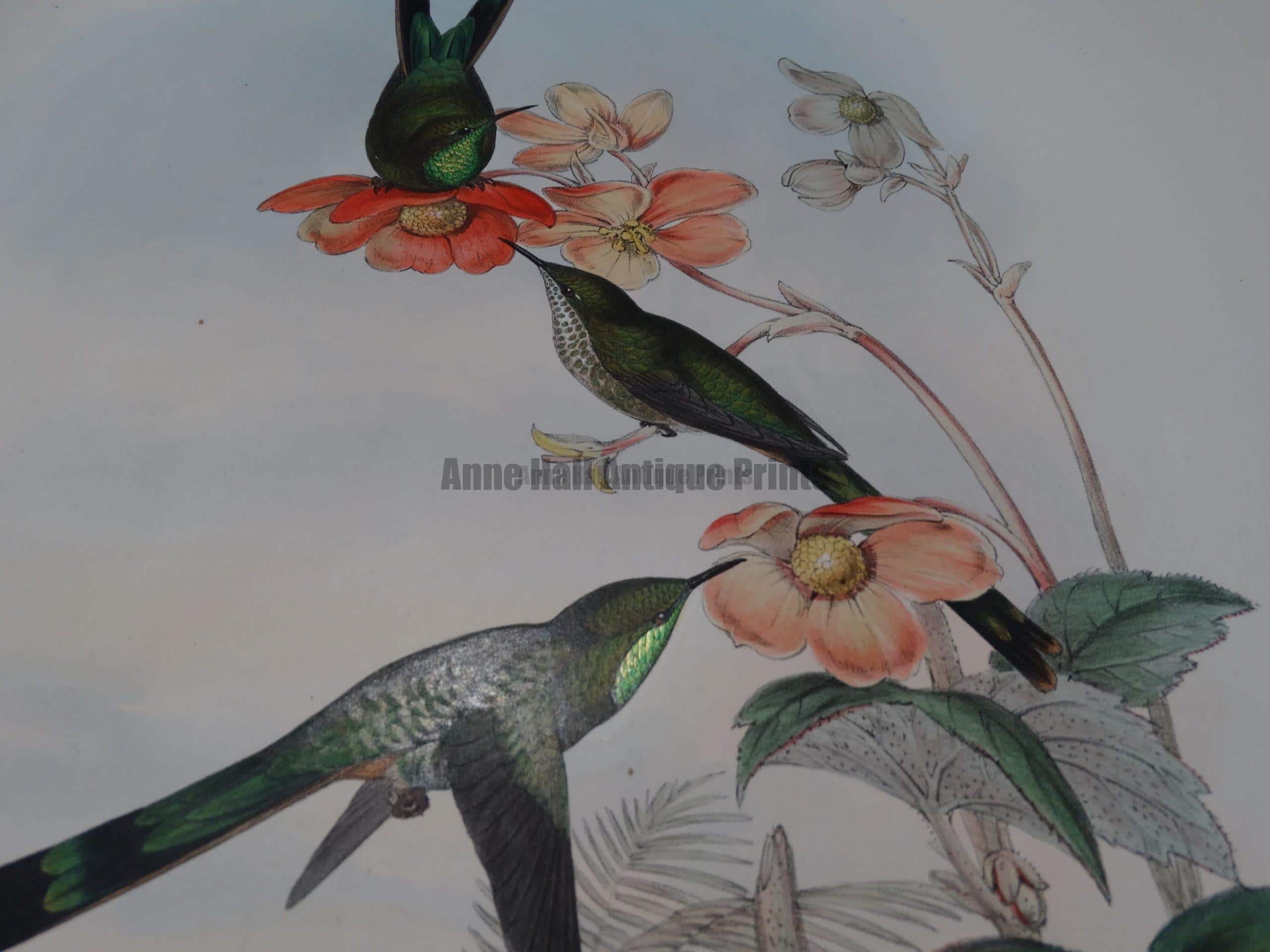 John Gould Hummingbirds Original Antique Lithographs More