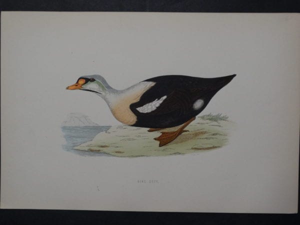 King Duck, 1890. $45.