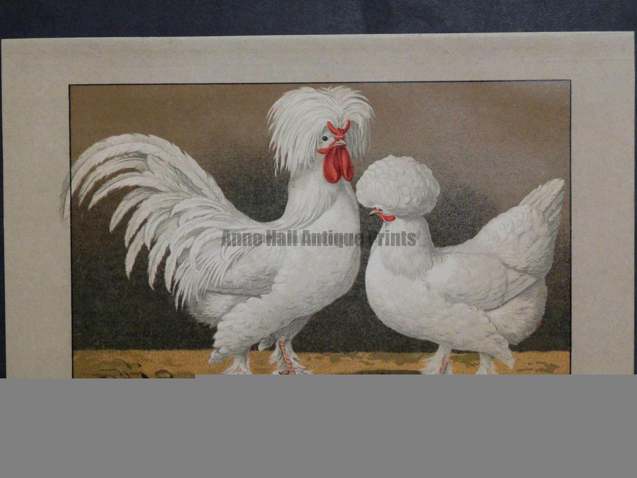 Kramer Poultry Chromolithograph 29