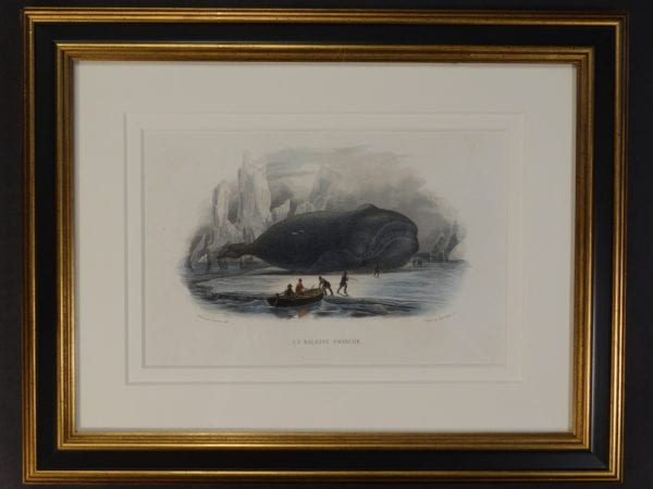 a beautifully framed, antique engravings of whales, la baleine franche, is in black and gold frames.