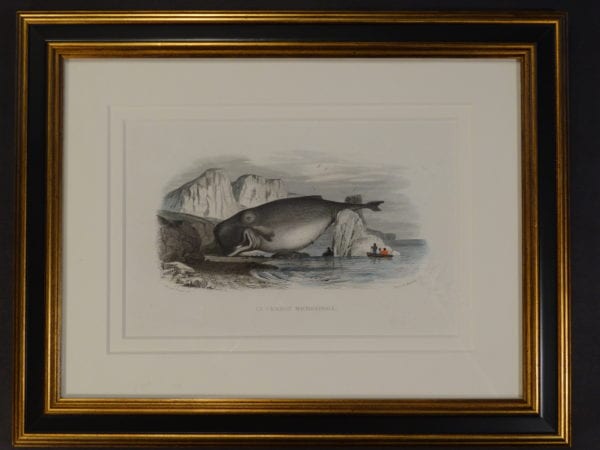 find new stock of antique whale prints, example: le cachelot macropcephal, by edouard travies.