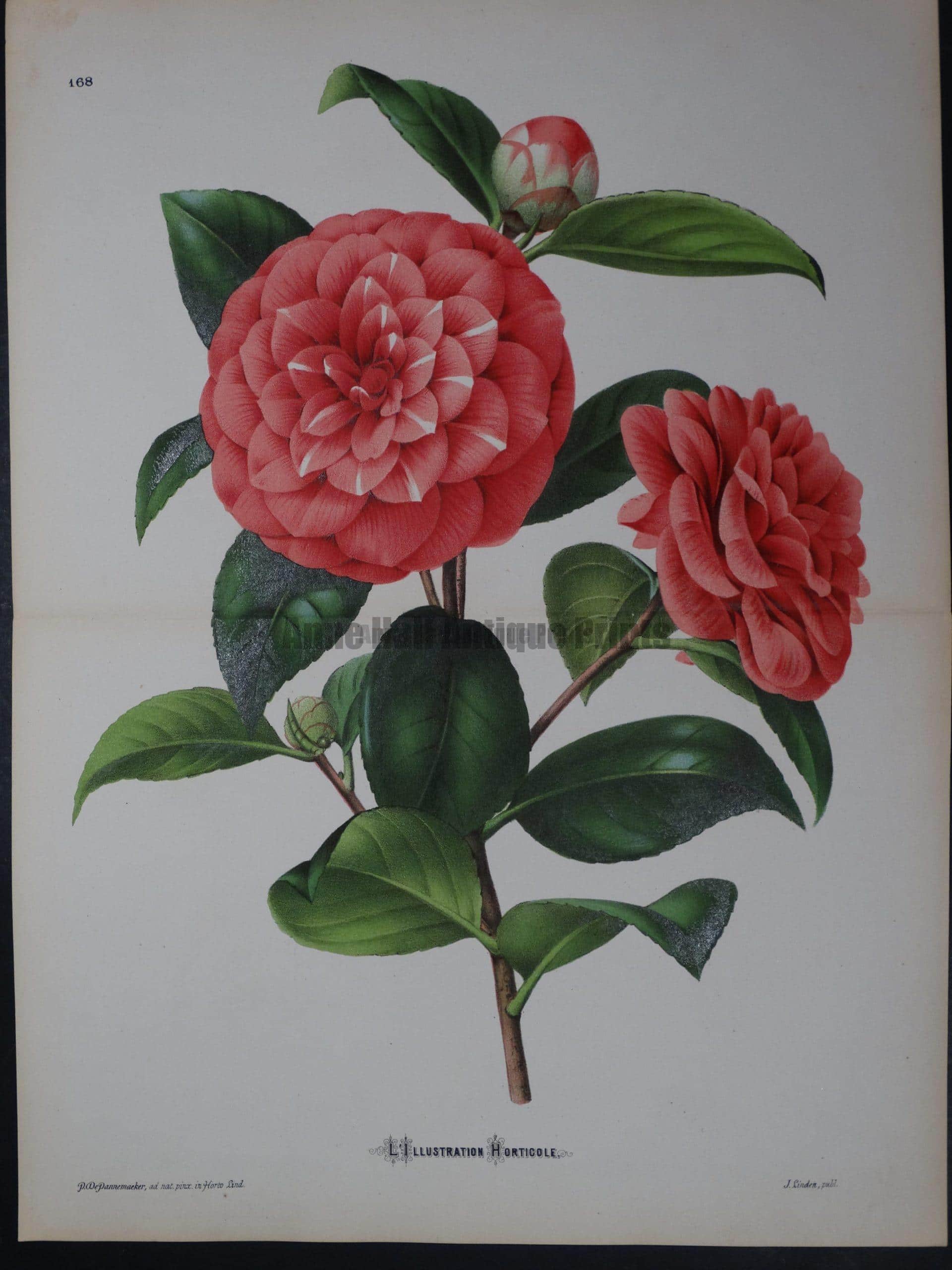 Linden Camellia #168