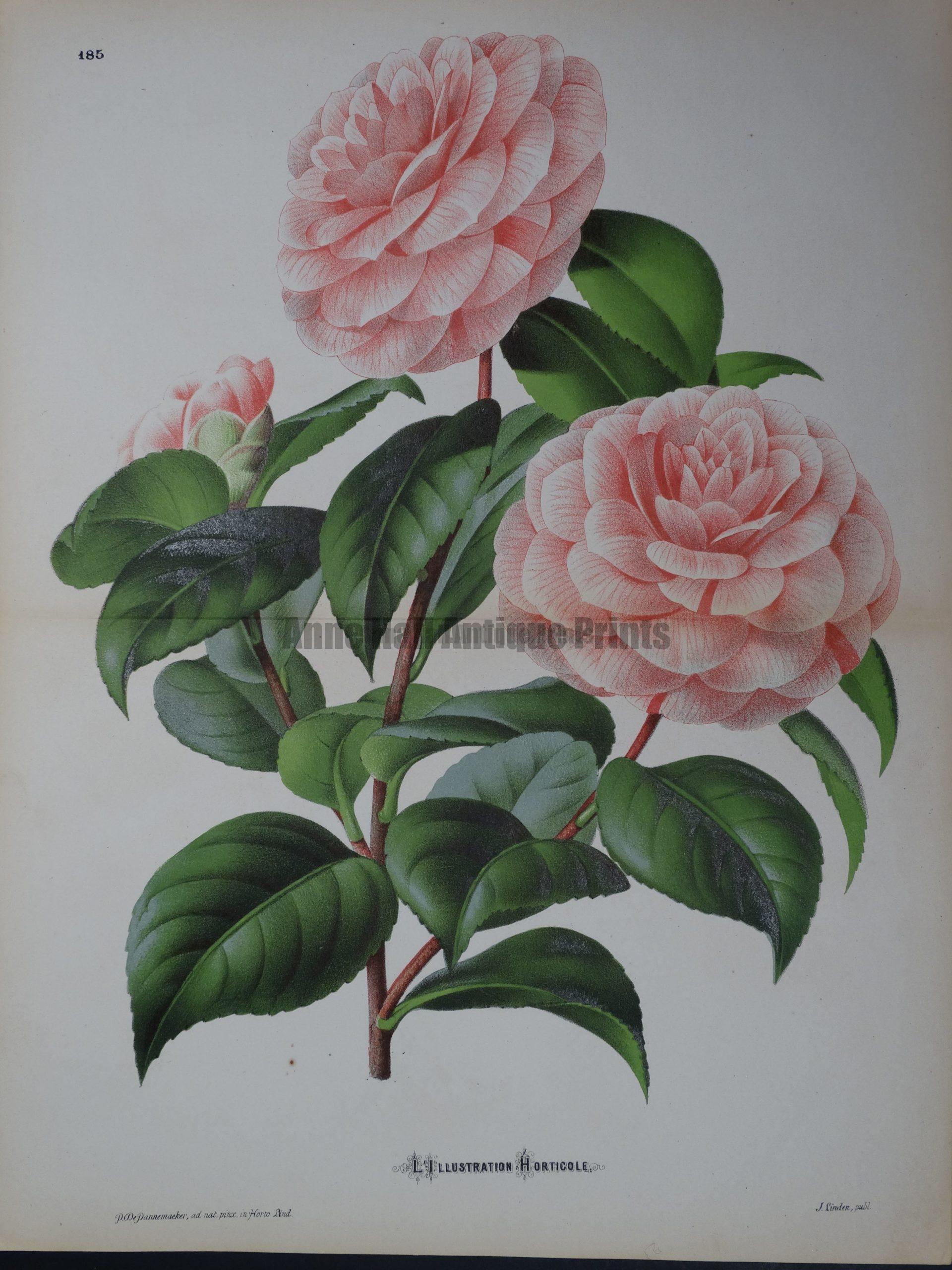 Linden Camellia #185