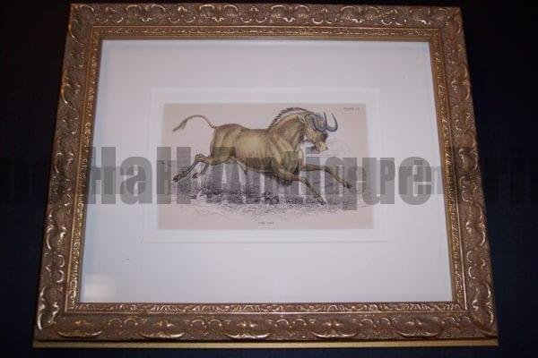 Lizar Gnu Framed, one in a set of 6 antique engravings of African and Asian animals. Wonderful animal expression.
