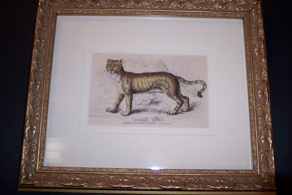 Lizar Lion Tiger Framed, one in a set of 6 antique engravings of African and Asian animals. Wonderful animal expression.