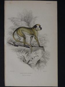 Lizar Monkey Cercocebus Sabaes Pl. 13