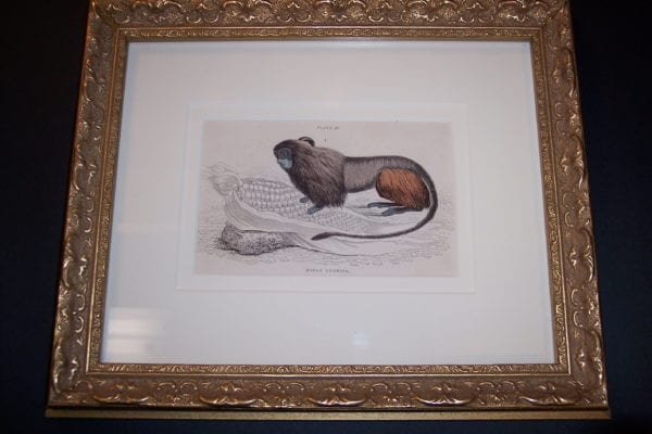 Lizar Monkey Framed, one of a set of 6 framed set of six african and asian animal engravings.