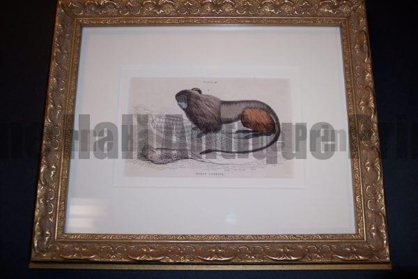 Lizar Monkey Framed, one of a set of 6 framed set of six african and asian animal engravings.