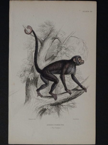 Lizar Monkeys Ateles Paniscus Pl. 20
