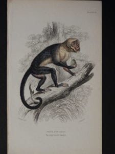 Lizar Monkeys Cebus Monachus Pl. 22