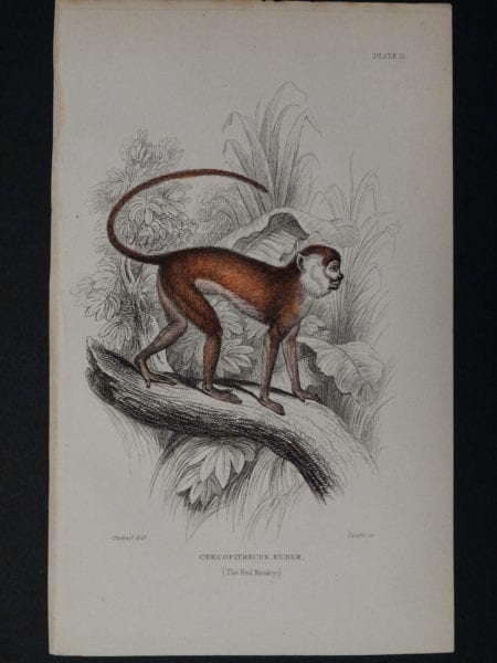 Lizar Monkeys Cercopithecus Ruber Pl. 11