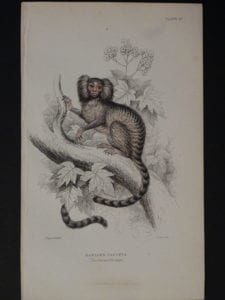 Lizar Monkeys Hapales Jacchus Pl. 27
