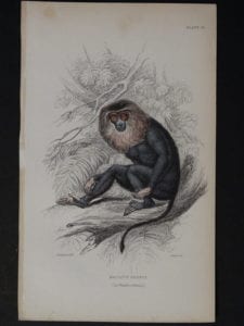 Lizar Monkeys Macacus Silenus Pl. 14