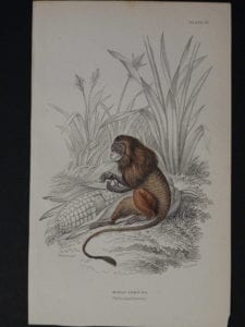 Lizar Monkeys Midas Leonina Pl. 29