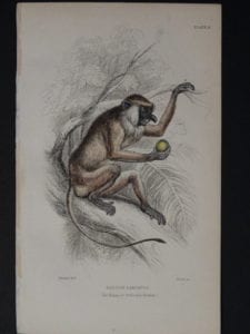 Lizar Monkeys Nasalis Larvatus Pl. 6