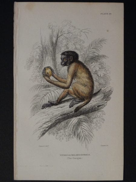 Lizar Monkeys Pithecia Melanocephala Pl. 26