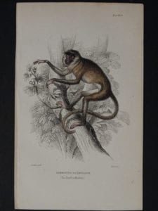 Lizar Monkeys Semnopitecus Entellus Pl. 9