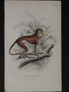 Lizar Monkeys Semnopithecus Melalophas Pl. 8