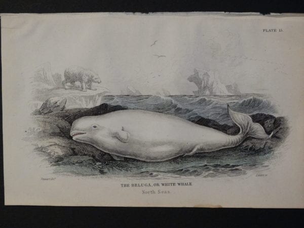 Lizar Whales Beluga or White Whale Pl 13