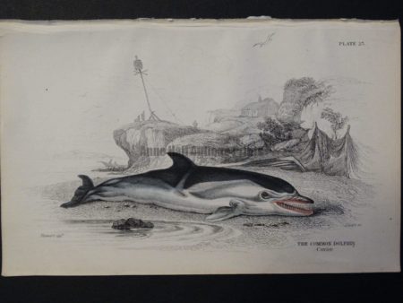 Lizar Whales Common Dolphin Pl 23