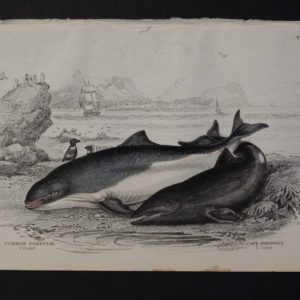 Lizar Whales Common Porpoise Pl 19