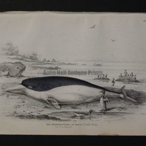 Lizar Whales Delphinapterus of Peron Pl 16