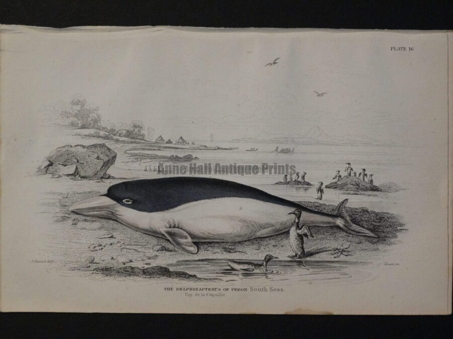 Lizar Whales Delphinapterus of Peron Pl 16