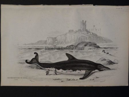 Lizar Whales Delphinorynchus of Breda Pl 27
