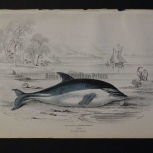 Lizar Whales Delphinus Supercilosus Pl 26