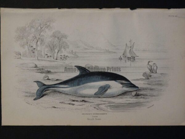 Lizar Whales Delphinus Supercilosus Pl 26