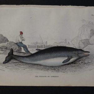 Lizar Whales, Diodon of Sowerby Pl 12, engraving over 100 years old.