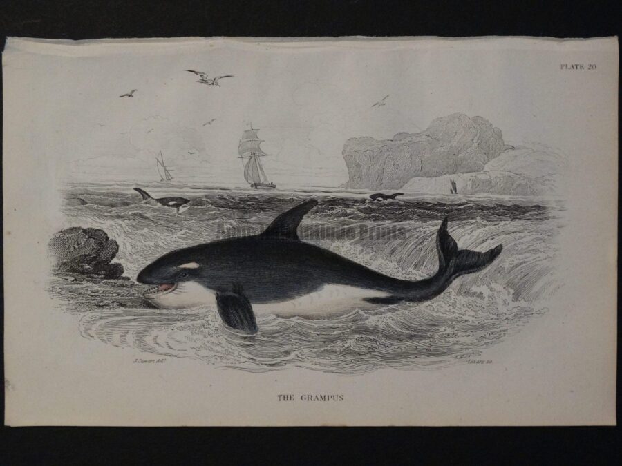 Lizar Whales Grampus Pl 20 Killer Whale, a charming antique engraving c.1860.