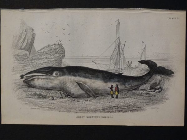 Lizar Whales Great Northern Rorqual Pl 5, engraving depicts the successful beaching of the subject.