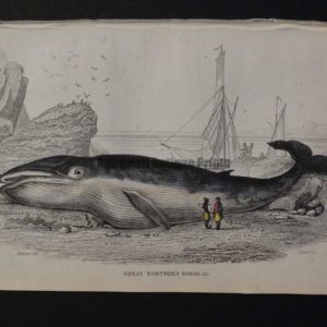 Lizar Whales Great Northern Rorqual Pl 5, engraving depicts the successful beaching of the subject.