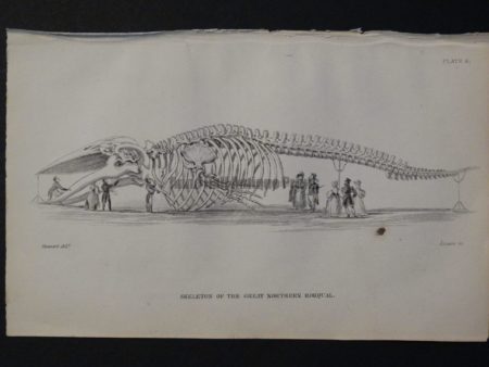 Old engraving showing 9 people inspecting a huge Great Northern Whale or Rorqual Skeleton Pl 6 from Naturalist's Library.
