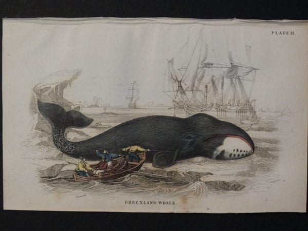 Lizar Whales Greenland Whale Pl 11, scene depicts 5 men in rowboat, 2 of them are harpooning a baleen. $125.