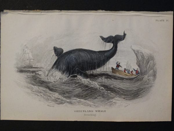 Lizar Whales Greenland Whale Pl 4. The subject is breaching, whaleboat, oarsmen, harpooning, icebergs.