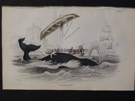 Whaling ships and whaleboats, antique hand-colored engraving, Lizar Whales Greenland Whale Pl 4.