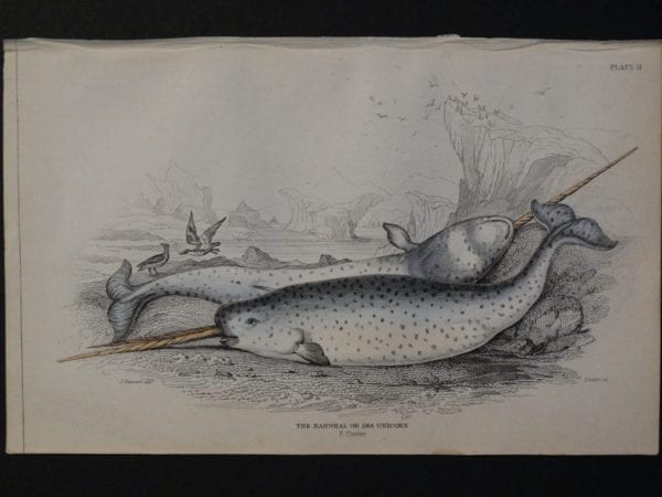 Lizar Whales Narwhal or Sea Unicorn Pl 11