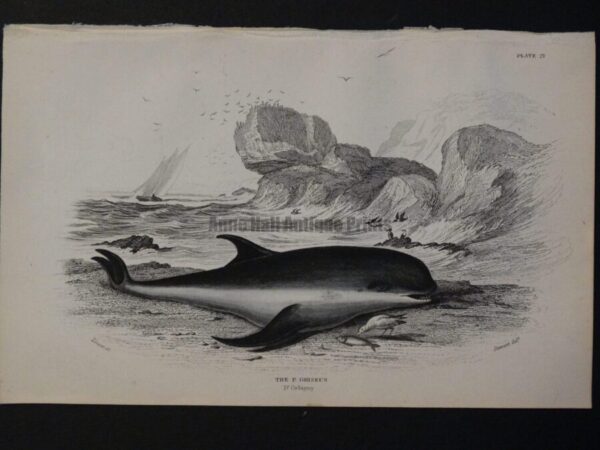 Lizar Whales P. Griseus Pl 21