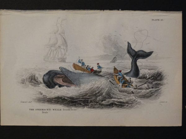 Lizar Whales Spermaceti Whale Pl 10. Antique engraving depicting men rowing in whaleboat actively harpooning the subject in distress, and 5 men from another boat are overboard.