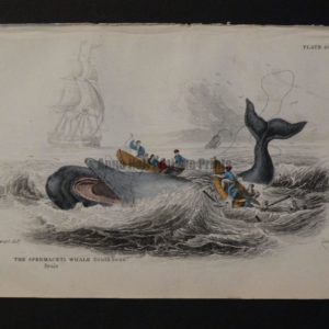 Lizar Whales Spermaceti Whale Pl 10. Antique engraving depicting men rowing in whaleboat actively harpooning the subject in distress, and 5 men from another boat are overboard.